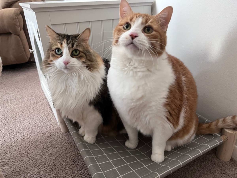 Do Female Cats Get Along?