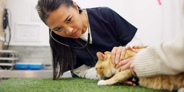 Congestive Heart Failure in Cats: Causes, Symptoms, & Treatment - Cats.com