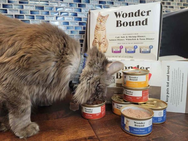 Phosphorus in Cat Food: Everything You Need To Know - Cats.com