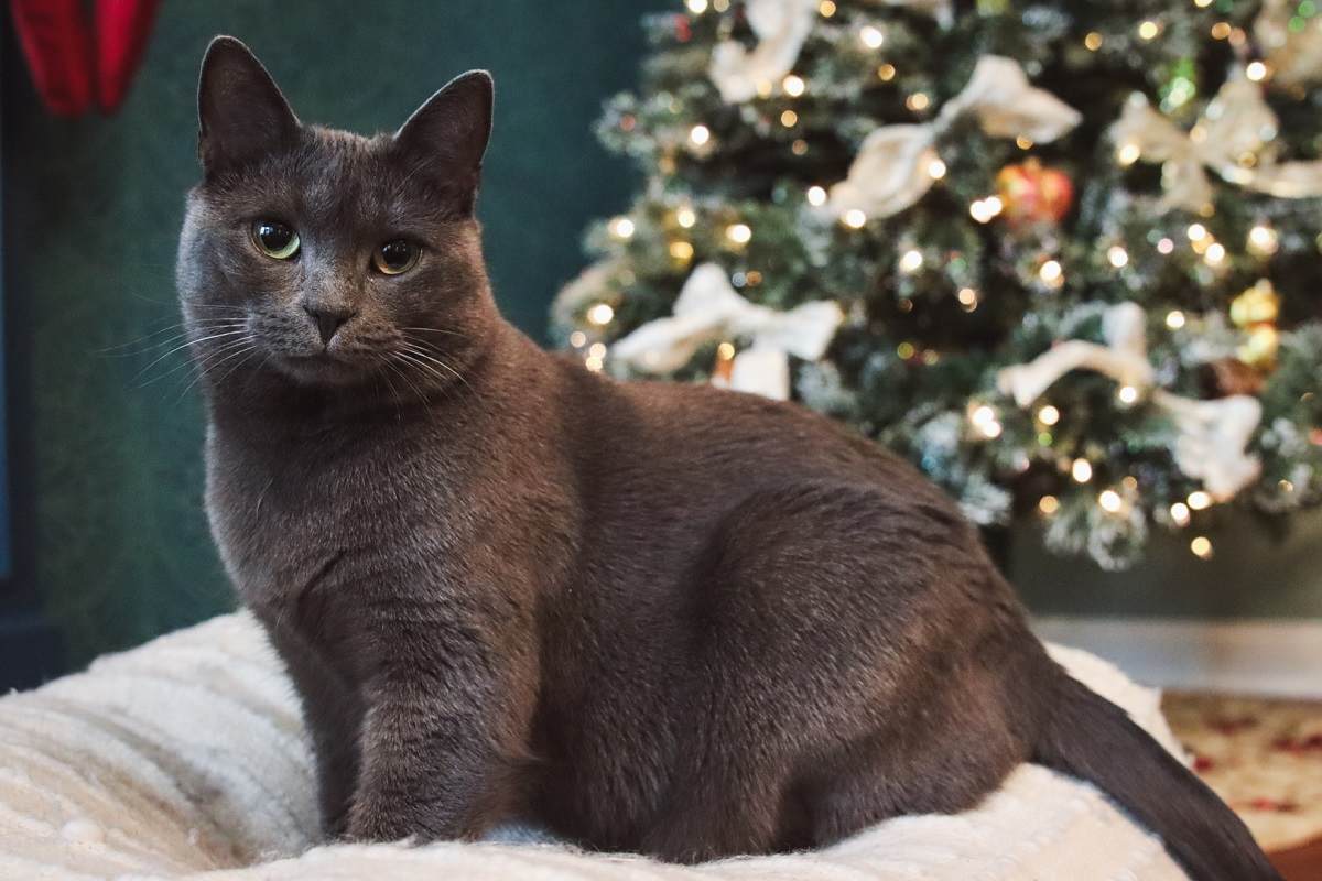 Grey cat sitting on white plush cat bed in front of decorative Christmas tree