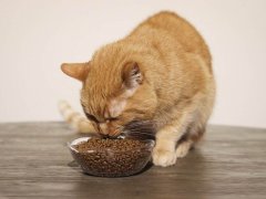 Nulo Freestyle Grain Free Cat & Kitten Chicken & Cod Recipe