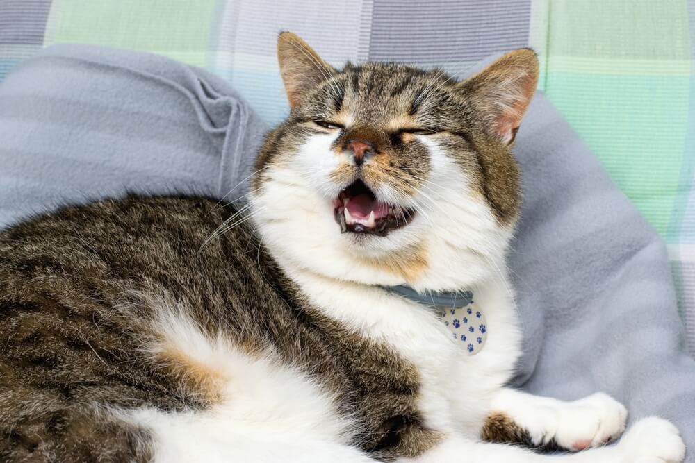 Tabby and white cat with runny nose about to sneeze