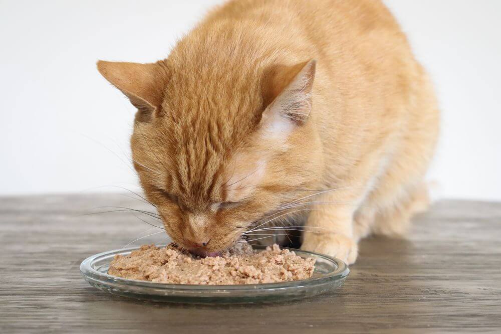 Can Cats Eat Chicken Hearts Cats
