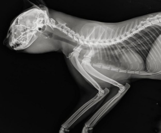 Picture of Lung Disease in Cats: Causes, Signs, Treatments, and Prevention - Cats.com