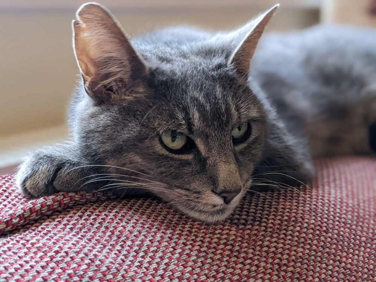 10 Essential Tips for Caring for a Diabetic Senior Cat at Home - Cats.com - Can Senior Cats Get Utis From Diabetes