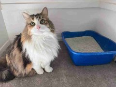 Drymate Premium Debossed Paw Cat Litter Trapping Mat