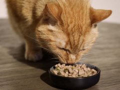Purina Beyond Cage-Free Turkey Sweet Potato & Spinach Recipe in Gravy Wet Canned Cat Food
