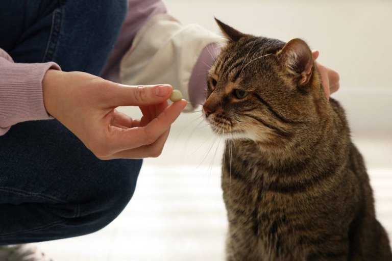 View of All About Vitamin E for Cats - Cats.com