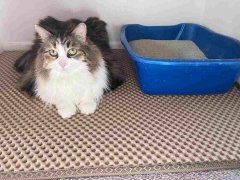 iPrimio Premium Dog & Cat Litter Mat