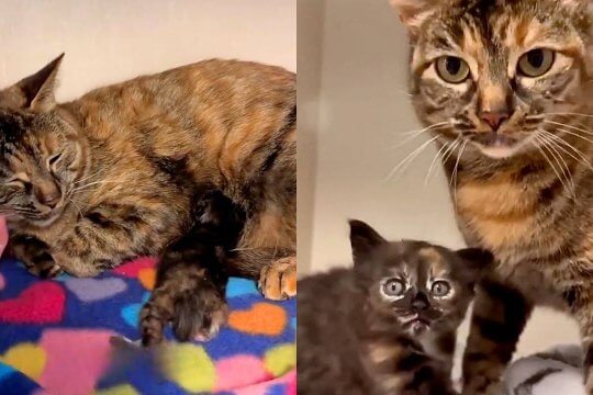 Scared Cat Rescued After Giving Birth in a Car