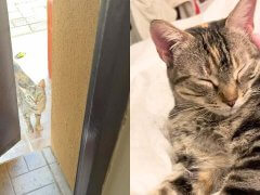 Family Brings Home a Stray Cat-