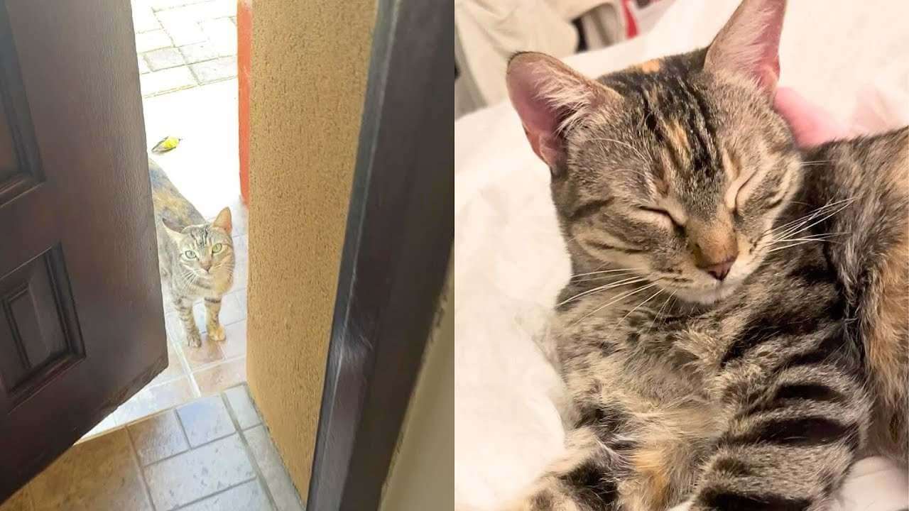 Family Brings Home a Stray Cat-