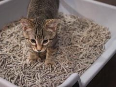 Fresh News Recycled Paper Cat Litter used in the litter box
