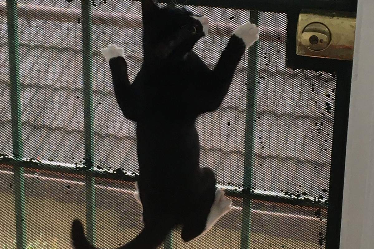 Joey climbing the mesh gate.