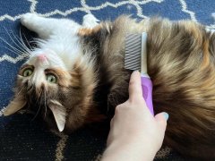 POODLIE Double-Sided Pet Comb
