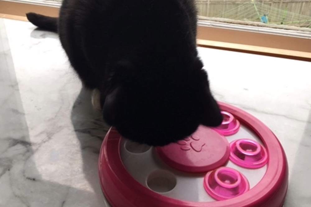 Provide a puzzle feeder to stimulate hunting instincts