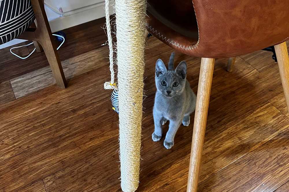 Set up scratching poles with sisal rope to discourage kittens scratching the couch