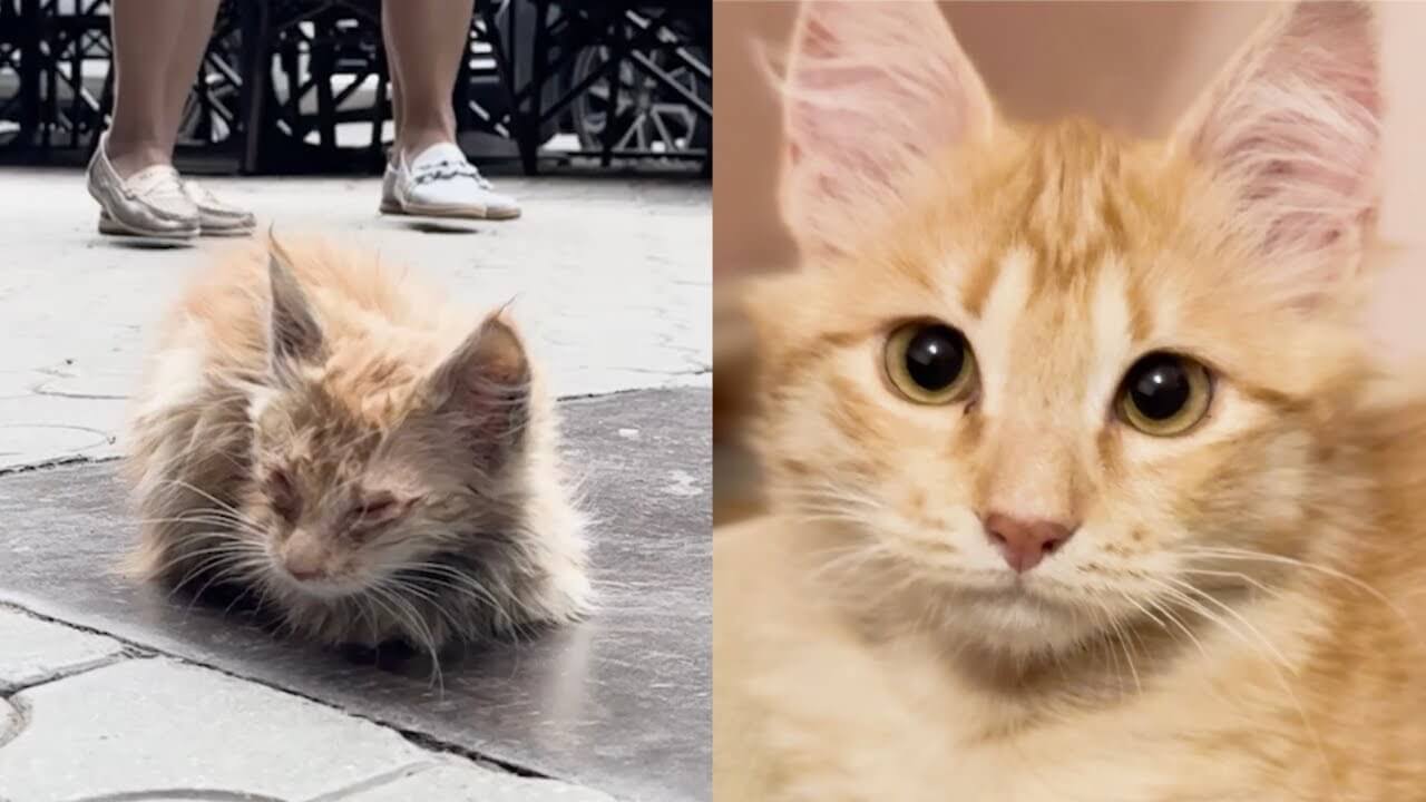 She Rescued a Tiny Kitten