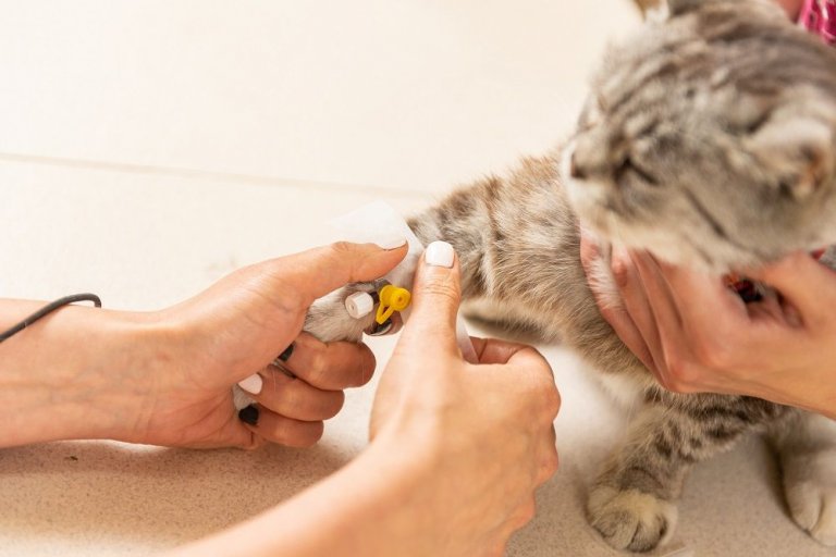 Cat Chemotherapy Cost, Side Effects, and Recovery - Cats.com