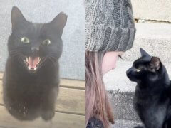 Stray Cat