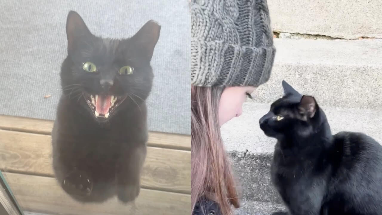 Stray Cat