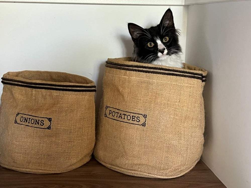 Understimulated cat sitting in a sack of potatoes