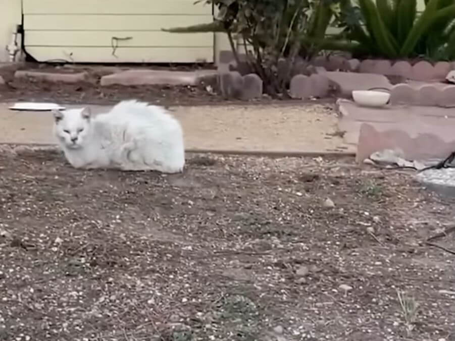 Woman Fell in Love with Fostering Senior Cats