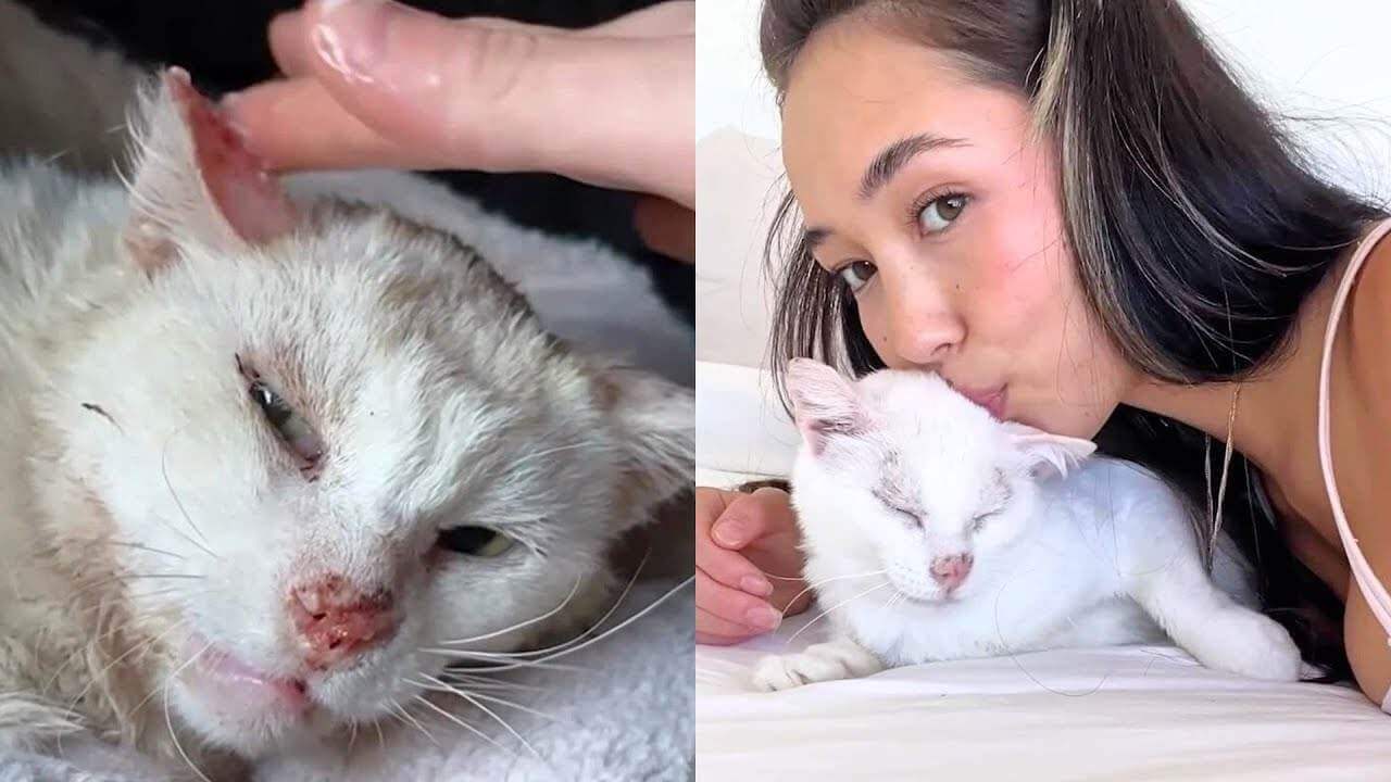 Woman Fell in Love with Fostering Senior Cats