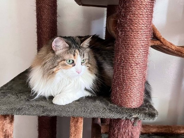 Cat tree placement is important—chose an area where your cat likes to hang out