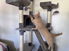 Frisco 72-in Faux Fur Cat Tree