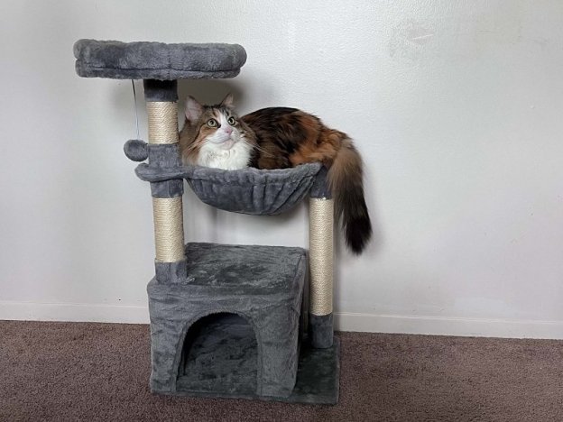 With the right encouragement, most cats eventually use cat trees