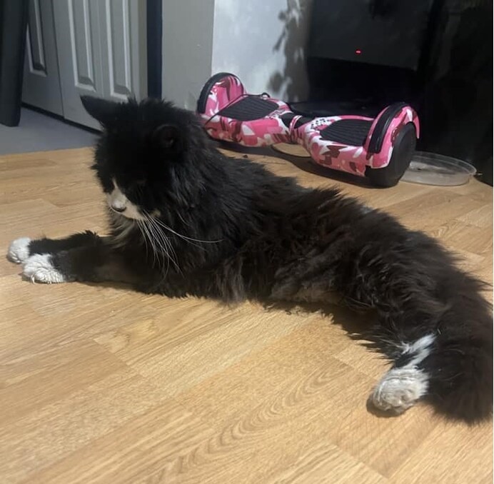 The black cat, now happy and safe