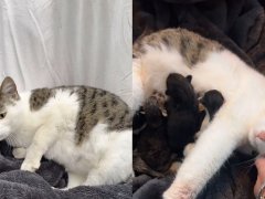 pregnant stray cat