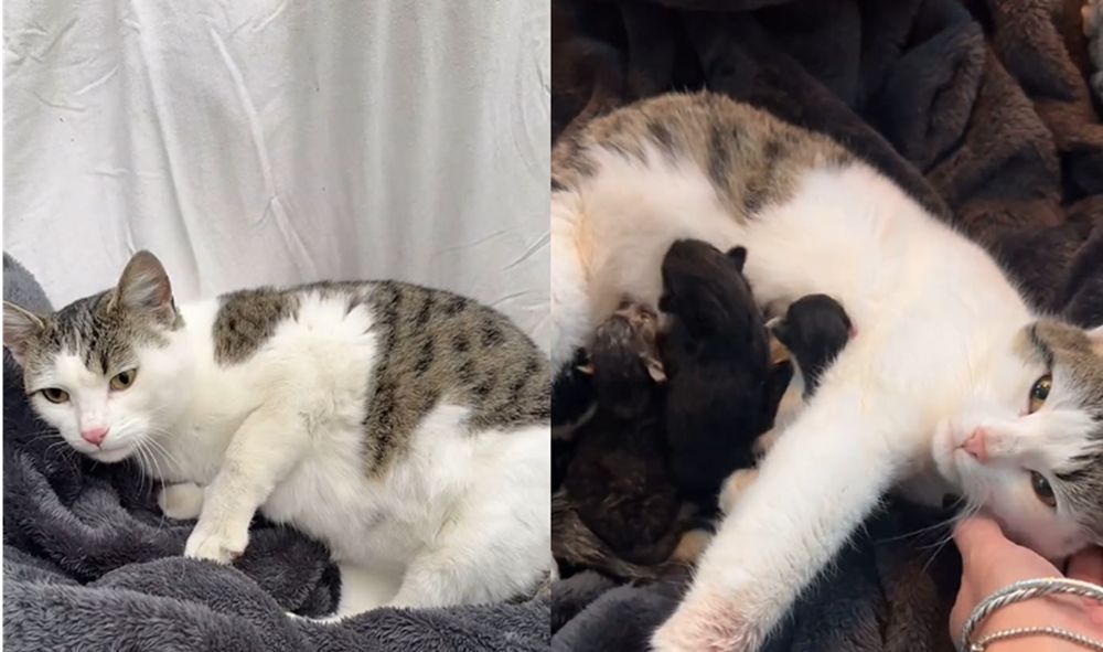 pregnant stray cat