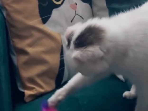 This Disabled Cat Became a Pampered Queen in Her New Home - Cats.com