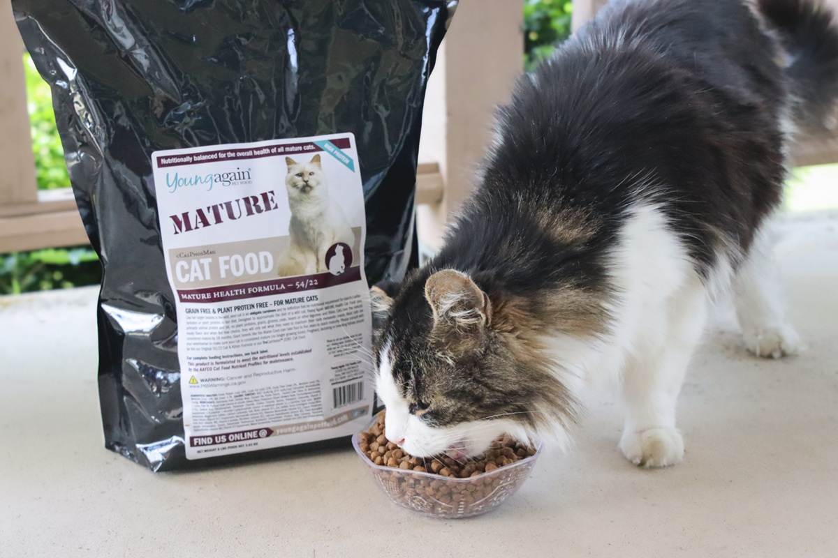 Black White Long Hair Senior Eating Young Again Mature Health Formula Dry Kibble Cat Food