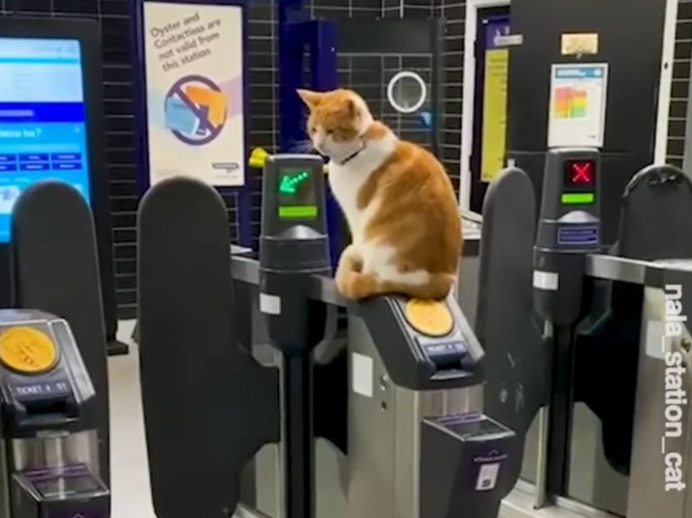 Cat Enrichment