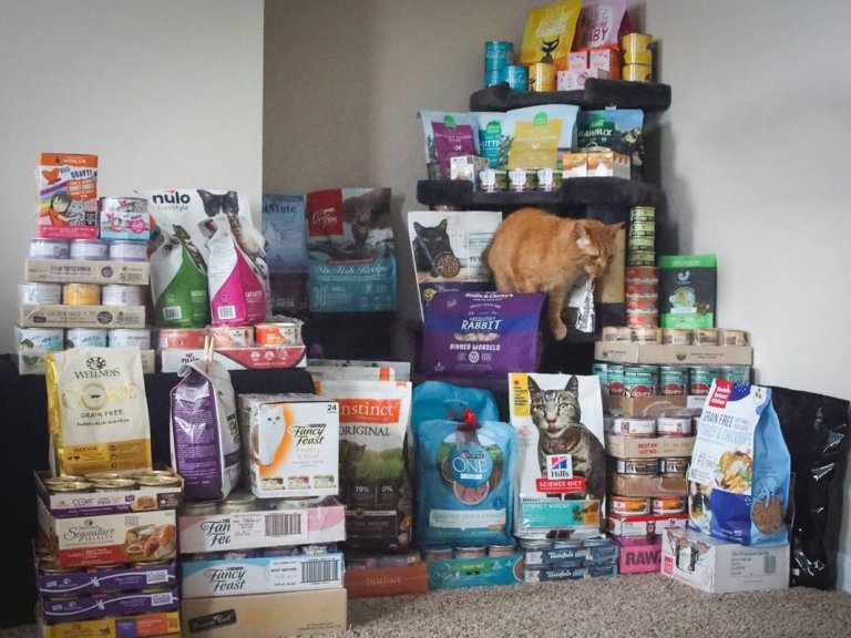 Pregnant Cat Labor Signs, Behavior And Timeline- We're All About Cats