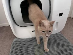 Furbulous True Odor-Free Litter Box being used by a cat