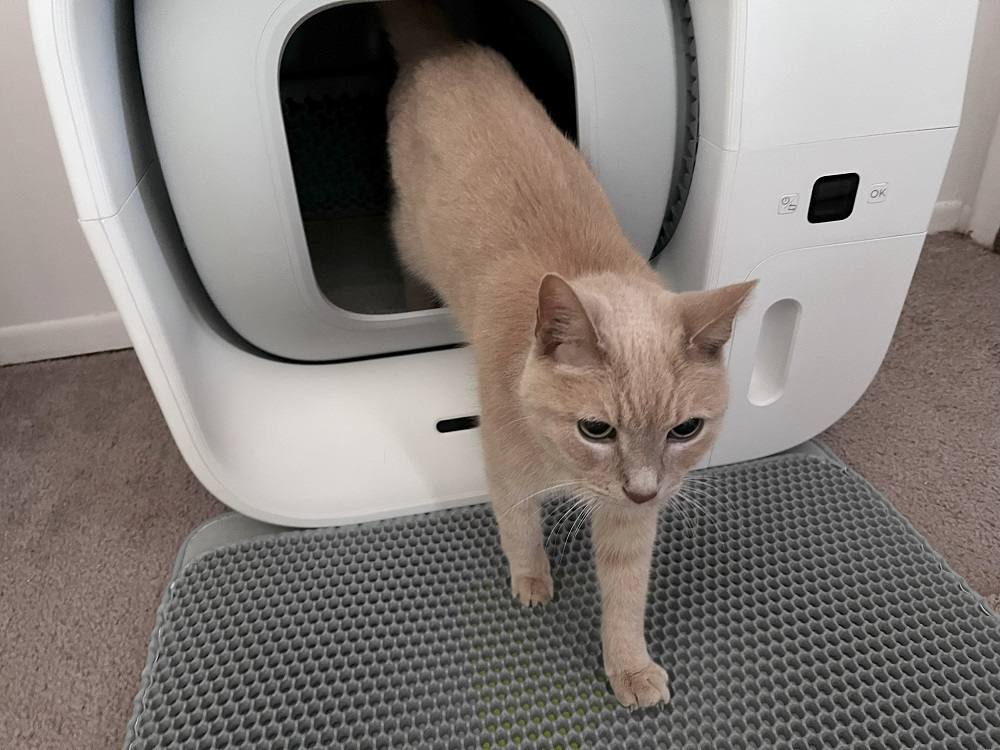 Furbulous True Odor-Free Litter Box being used by a cat
