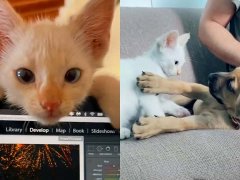 How Elio the Kitten Got Himself and His Puppy