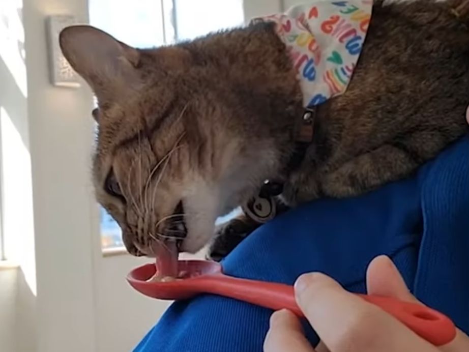 How Liza became a therapy cat