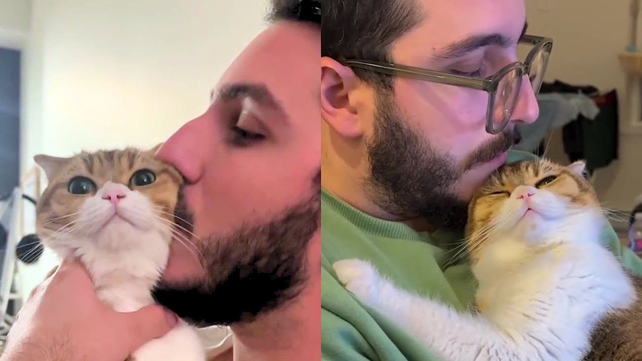 How Phoebe the Cat Found the Purrfect Home
