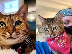 How This Rescue Cat Became A Therapy Animal