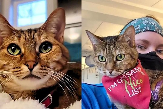 How This Rescue Cat Became A Therapy Animal