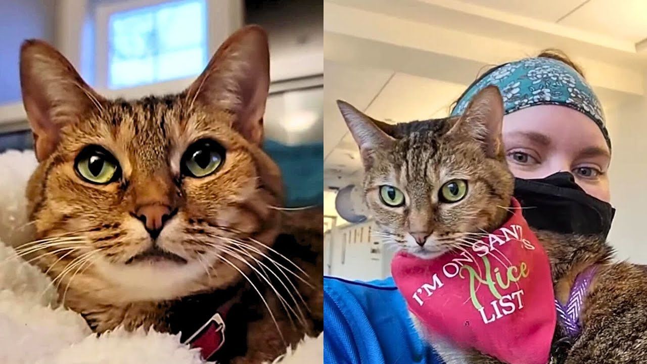 How This Rescue Cat Became A Therapy Animal