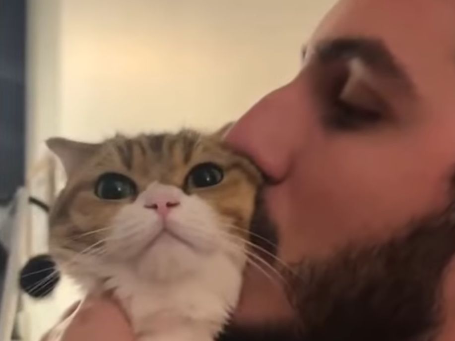 How do cats choose favorites-compressed