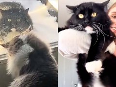 Injured Stray Cats Asks for Help and Meets the Perfect Family