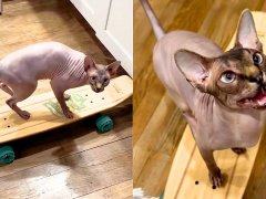 Man Goes Away on Vacation and Comes Home to a Skateboarding Cat!