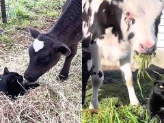 Meet Trevor, the Farm Cat Who Thinks He's a Cow!-compressed